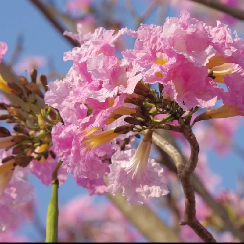 Pantip 粉色植物刺绣套件自然风光印花面料上有视频教程 - 编织/刺绣/羊毛毡/裁缝 - 绣线 粉红色